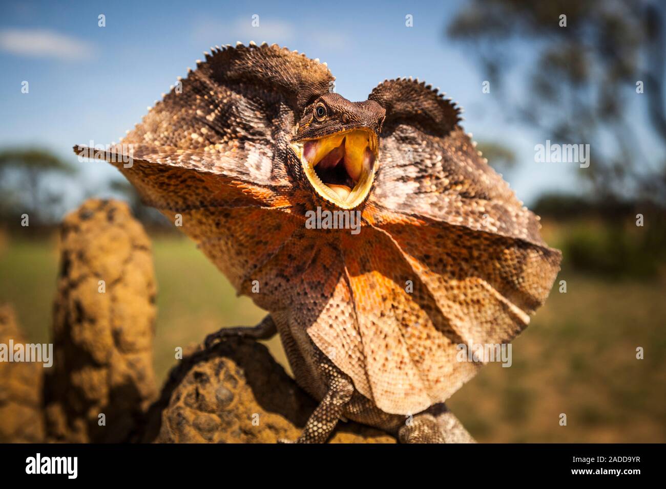 Rüschen-neck Lizard (Chlamydosaurus Kingii) Anzeige auf einem termitenhügel  Damm. Dieser Drachen Echse (dragon Eidechse) ist vor allem im nördlichen  Australien gefunden und Stockfotografie - Alamy