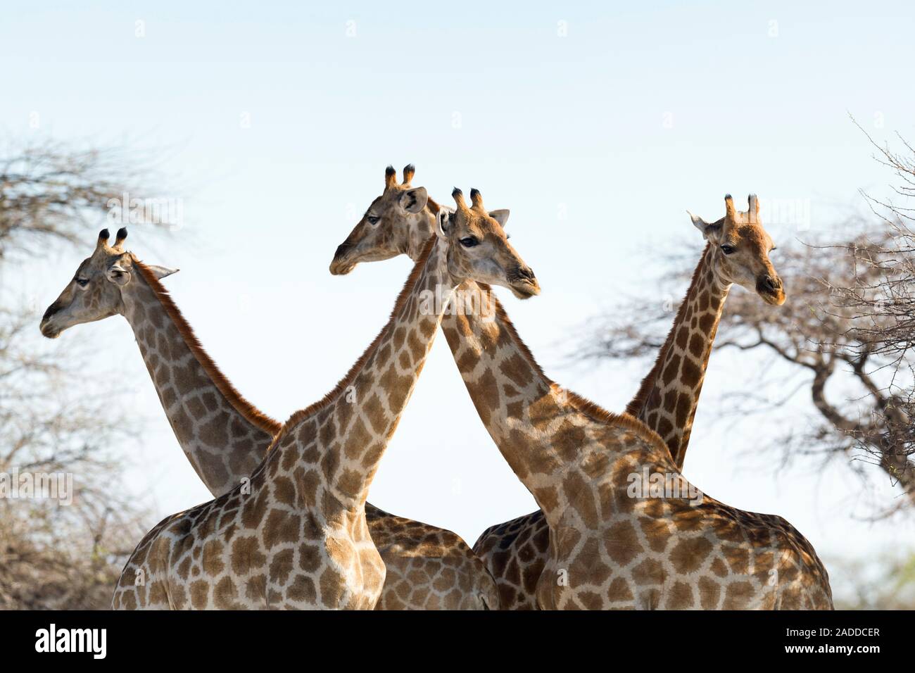 Giraffen (Giraffa Camelopardalis). Die Giraffe ist das höchste Land  lebenden Tier. Es kann bis zu einer Höhe von 5,5 Metern groß werden und ein  Gewicht von über einer Tonne. Es Gebühr Stockfotografie -