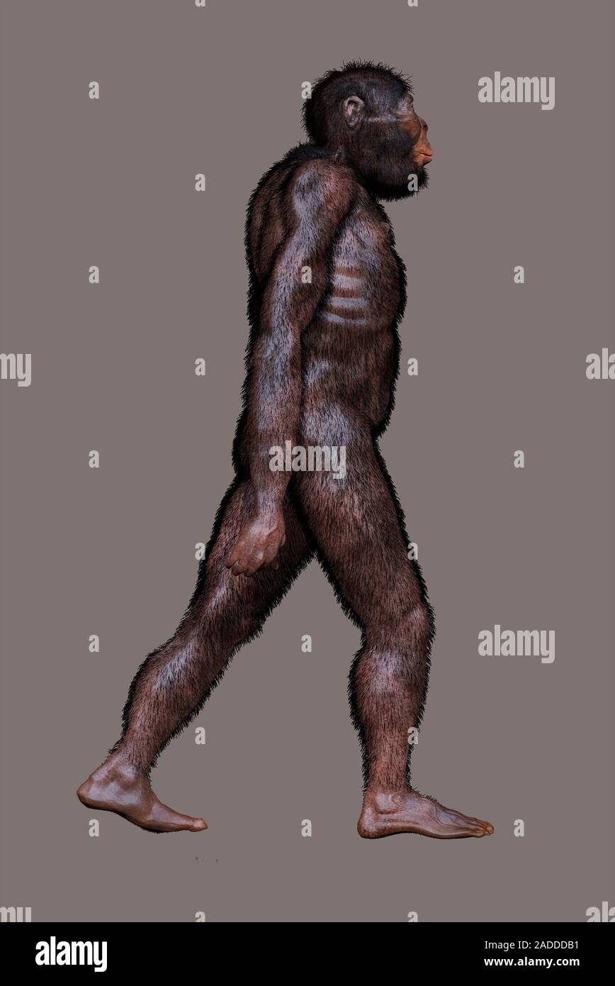 Australopithecus Africanus. Darstellung und Rekonstruktion der ...