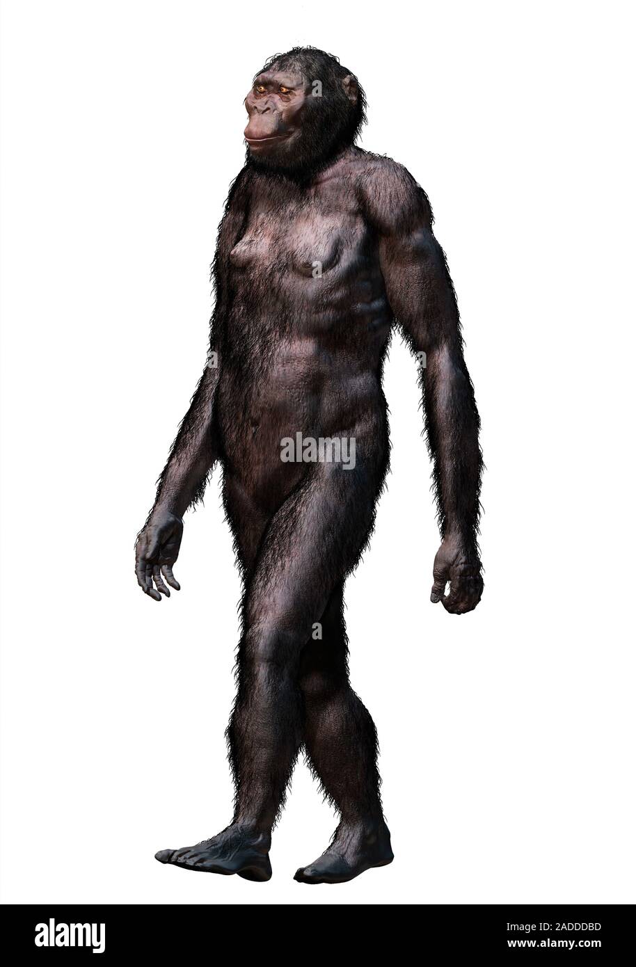 Paranthropus robustus. Darstellung und Rekonstruktion der