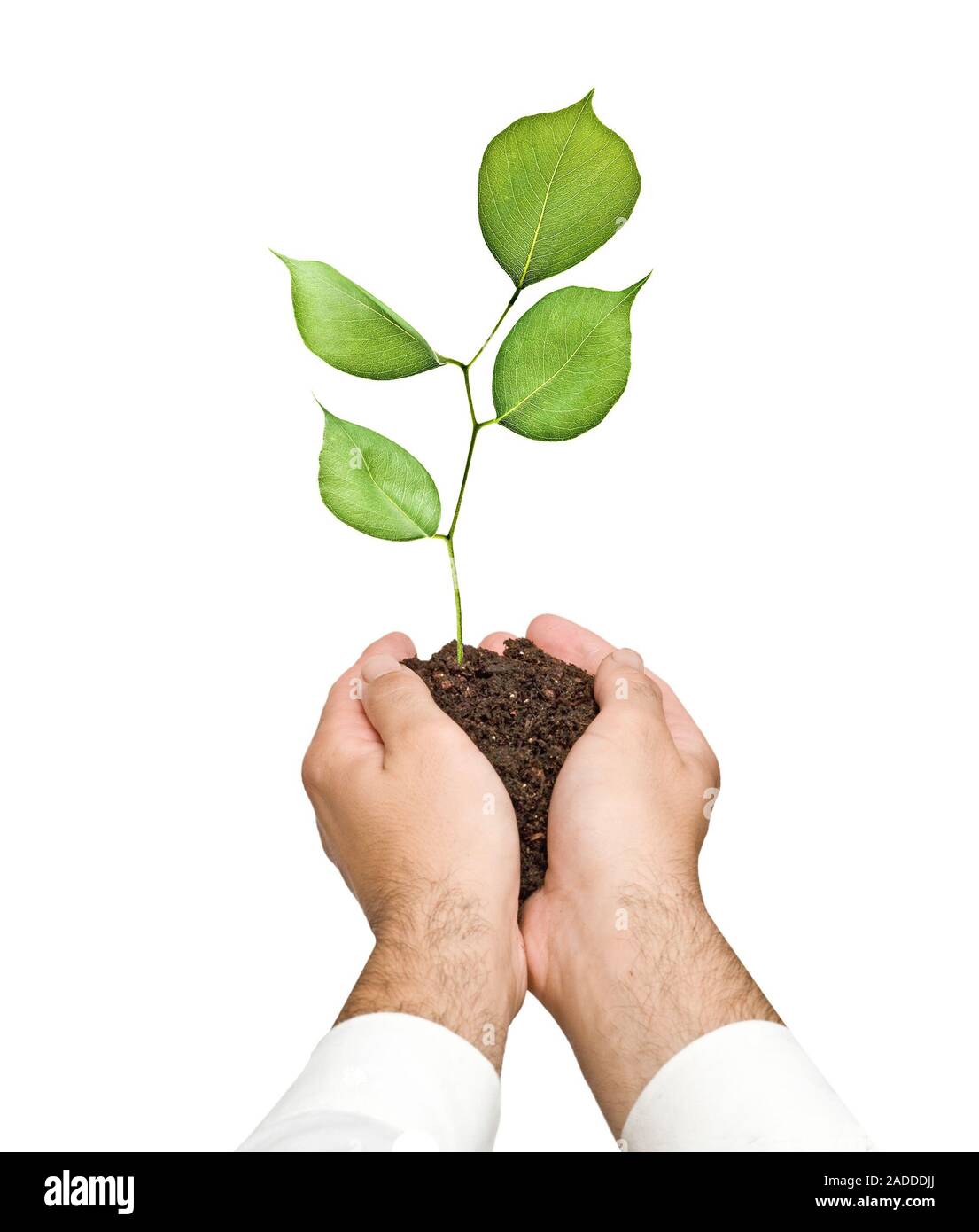 Sapling in Händen Stockfoto