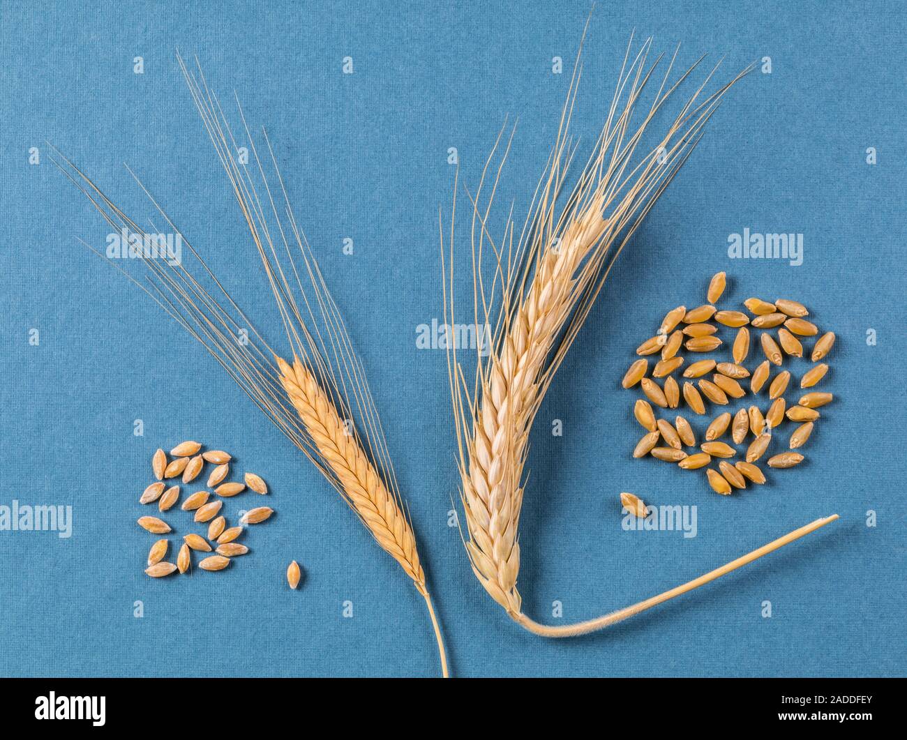 Einkorn (Triticum Monococcum, links) wird als eine der ursprnglichen  Weizen Arten, huslich 11000 Jahren. Der Spike hat zwei Reihen von Saatgut  Stockfotografie - Alamy