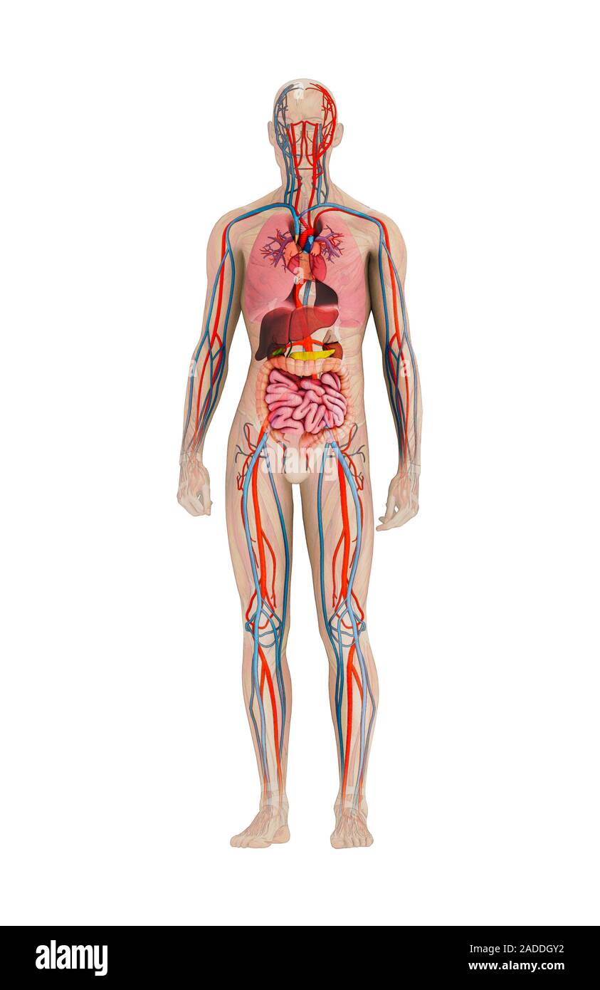 Anatomie Arterien Und Venen Die menschliche Anatomie. Abbildung: Die Organe und die großen Arterien