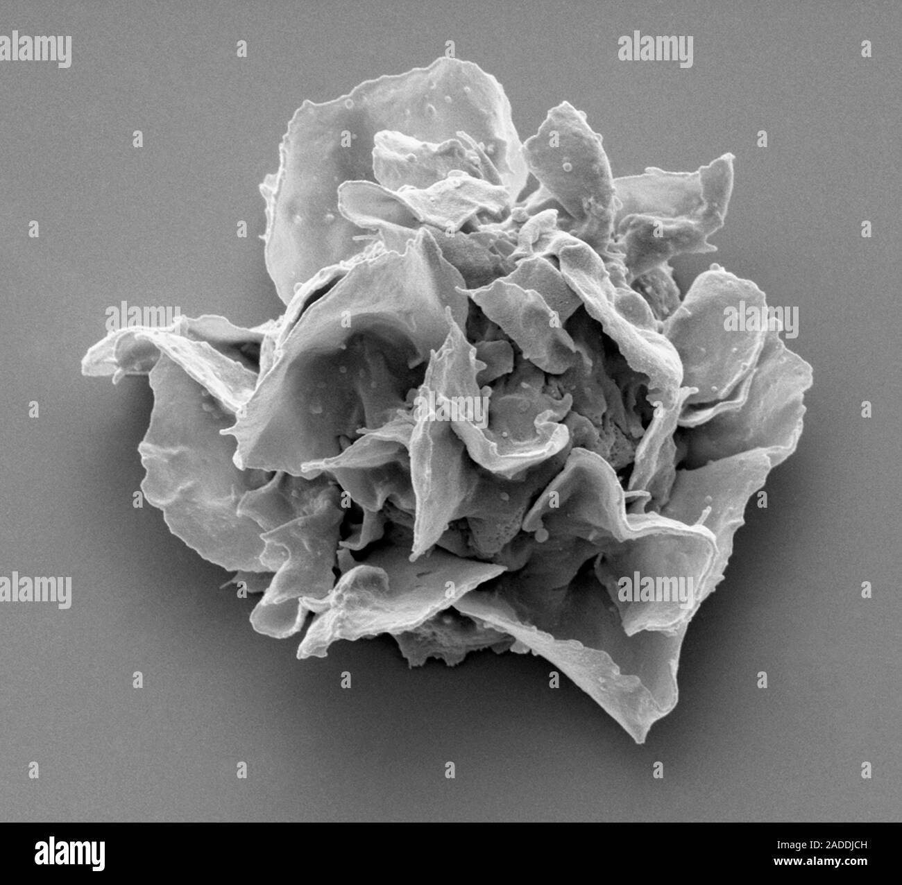 Jurkat Zelle. Schwarze und weiße Scanning Electron Micrograph (SEM