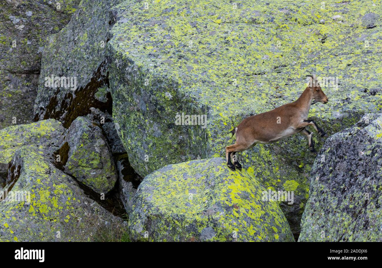 Iberische Steinböcke, Iberiensteinböcke, Spanisch wilde Ziege, oder Iberischen wilde Ziege (Capra pyrenaica), Sierra de Gredos, Avila, Castilla y León, Spanien, Europa Stockfoto