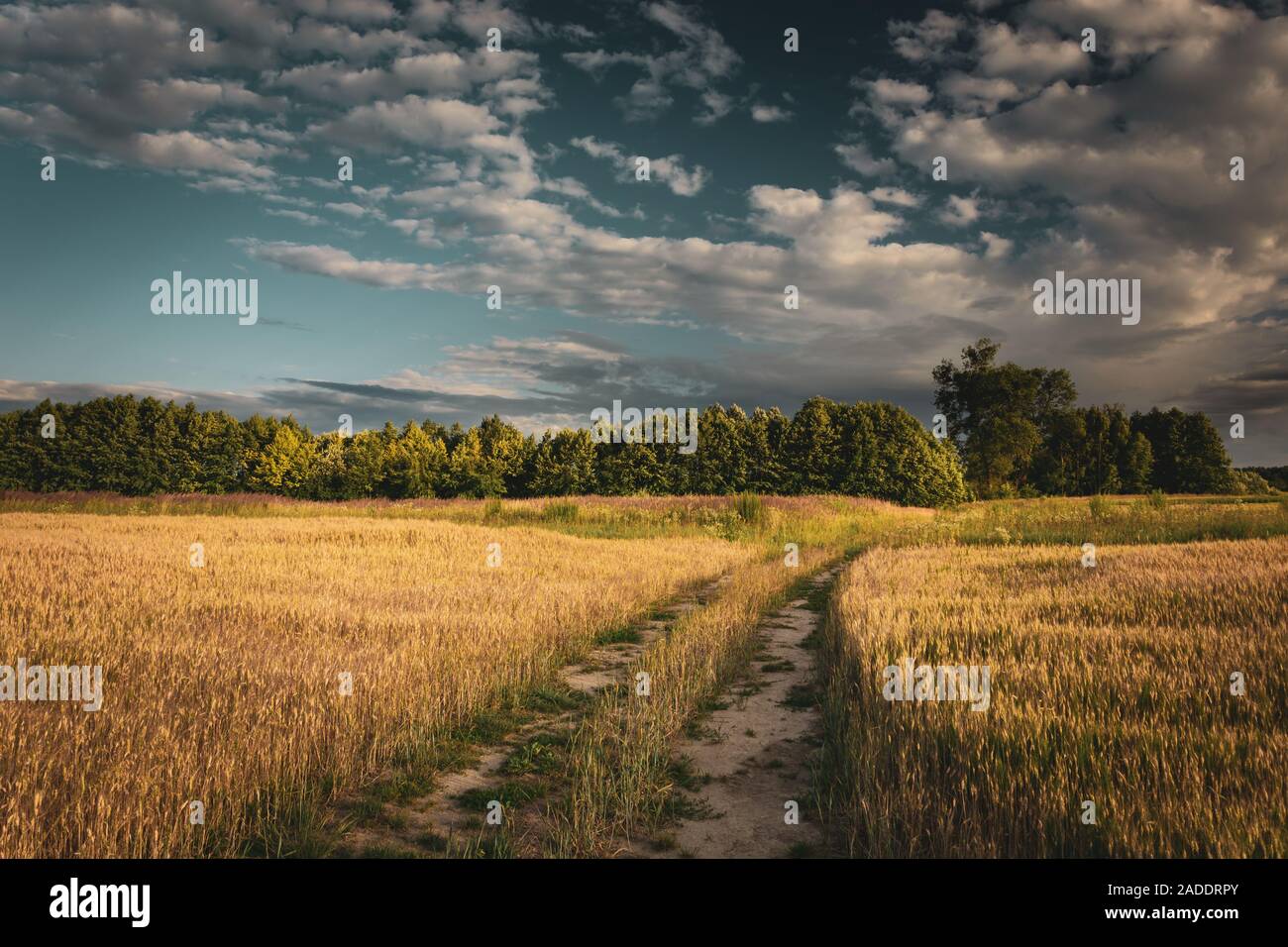Straße durch das Feld mit Getreide, Wald am Horizont und Wolken am Himmel, Sommer ländlichen anzeigen Stockfoto