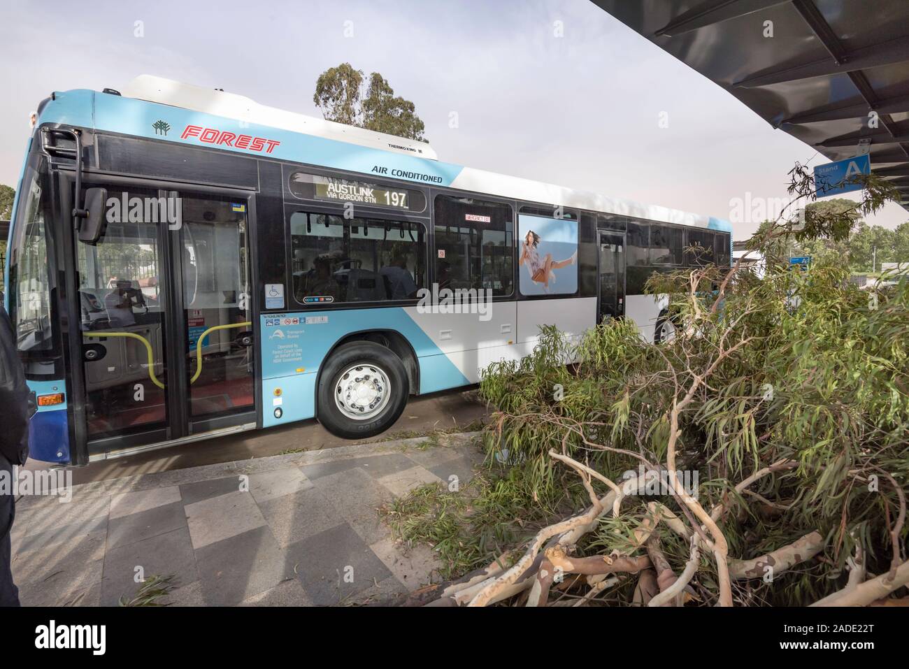 Sydney Aust Nov 26 2019: Ein plötzlicher Sturm durch Vororte im Norden von Sydney reißen Bäume und Strommasten verlassen Gemetzel, aber kein Verlust des Lebens zerrissen Stockfoto