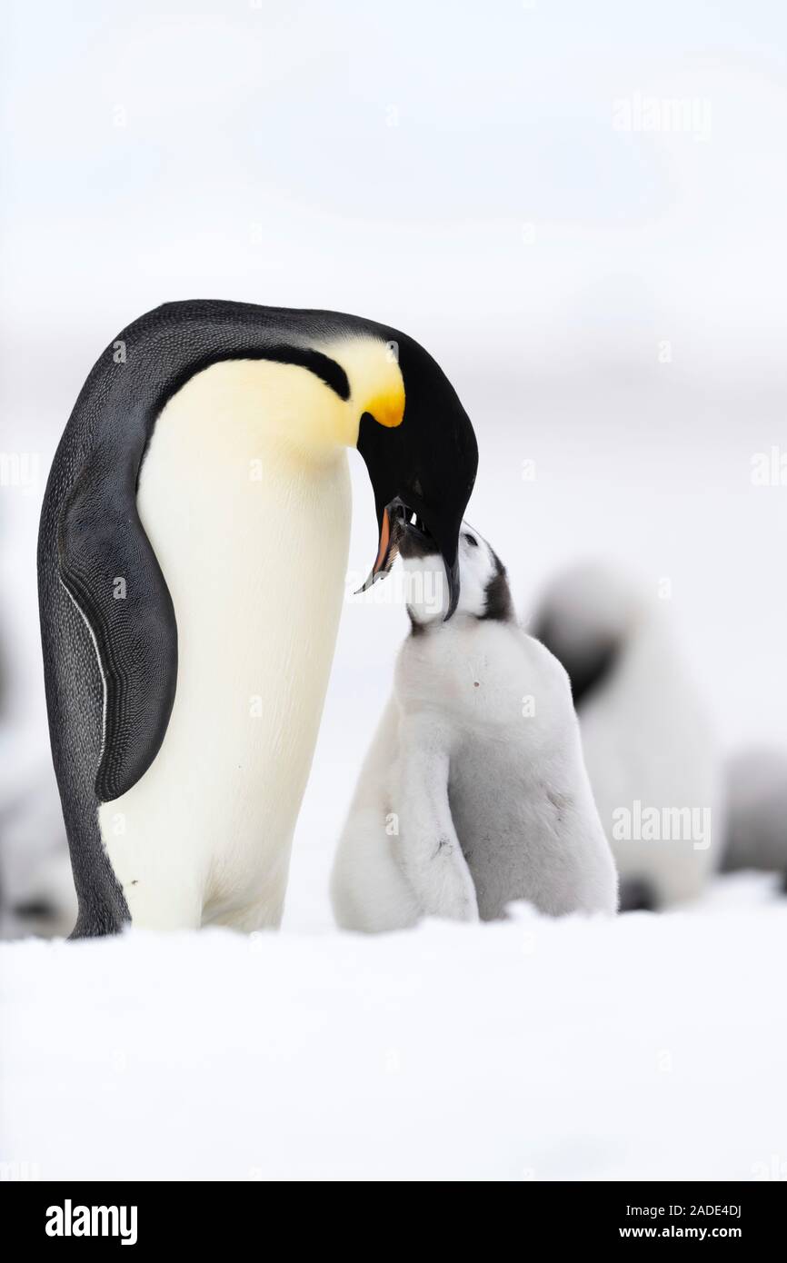 Kaiserpinguine (Aptenodytes forsteri) Fütterung der Küken. Dies sind die einzigen Pinguine in der Antarktis im Winter zu züchten. Zusammenkommen an Kolonial n Stockfoto