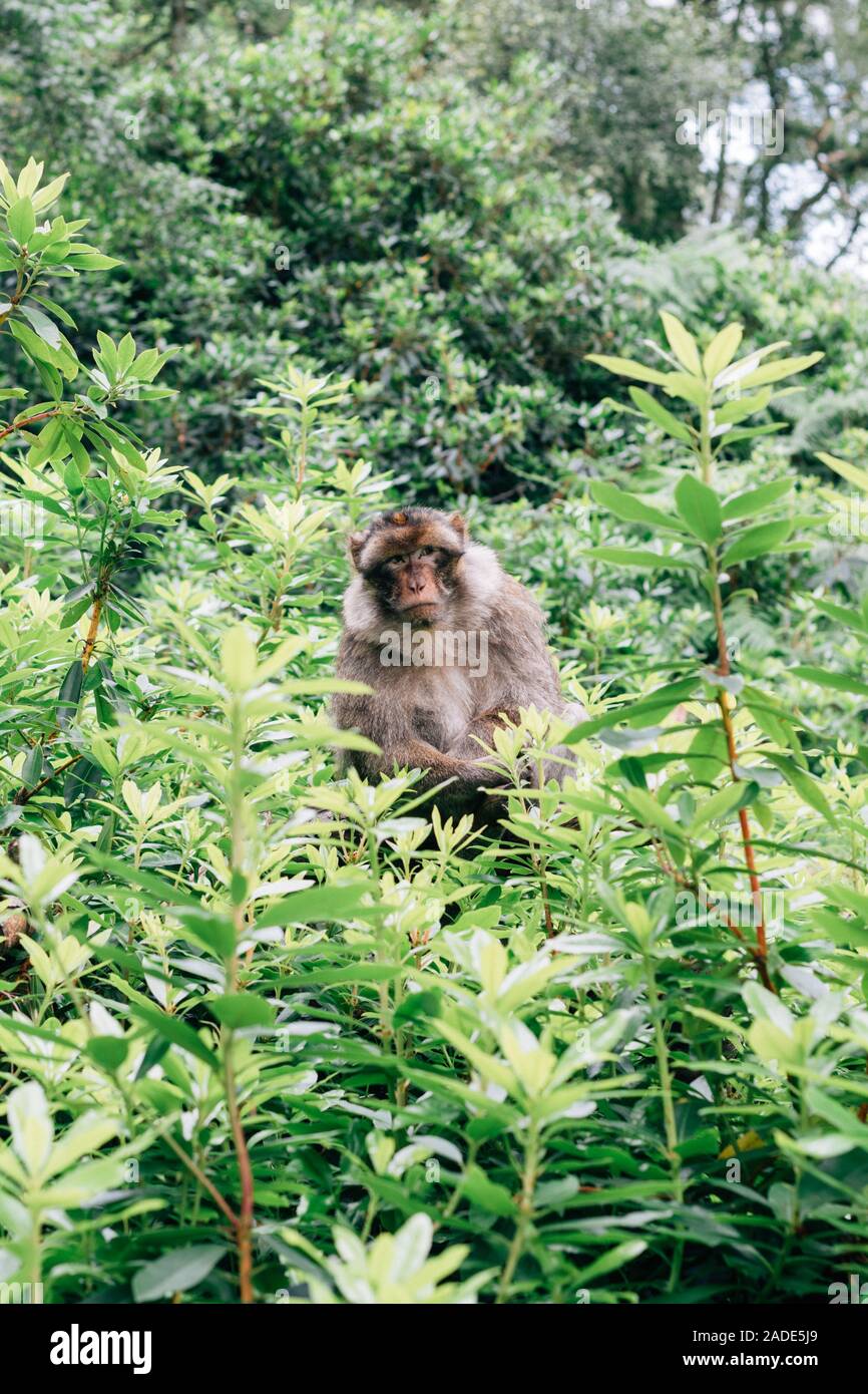 Barbary macaque im Trentham Monkey Forest gesehen. Stockfoto