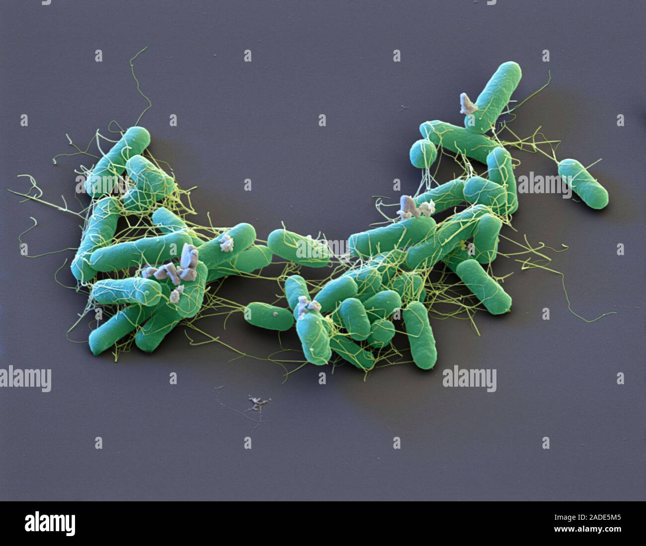 Salmonella enterica Bakterien, farbige Scanning Electron Micrograph