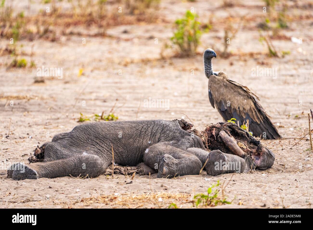 Ein Kadaver eines toten Elefanten gegessen wird von white-backed Geier (Tylose in AFRICANUS). In Hwange National Park, Zimbabwe fotografiert. Stockfoto