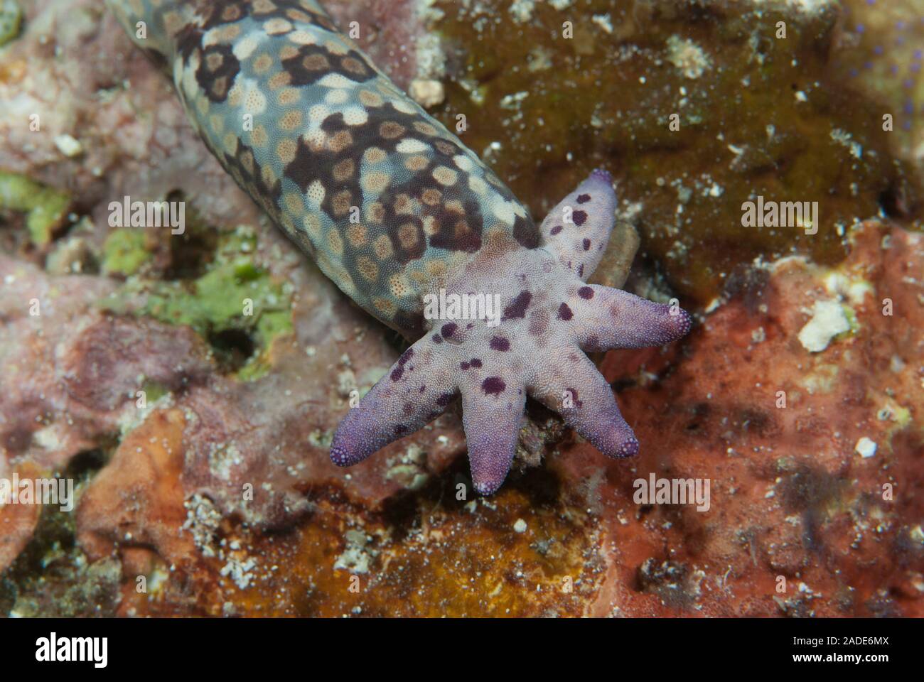 Unterwasser-Sternschnuppe Stockfoto
