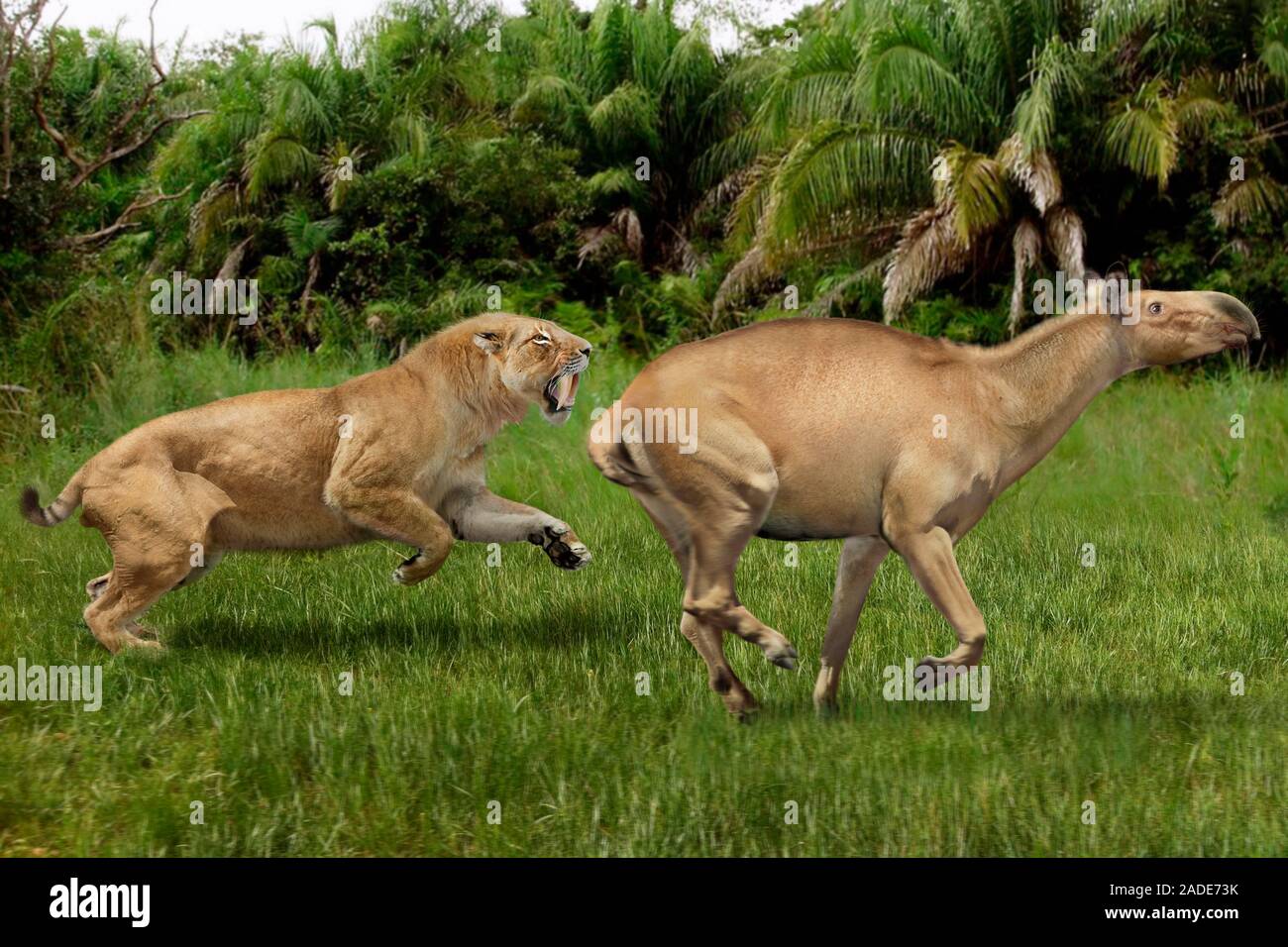 Smilodon populator und Macrauchenia. Abbildung und FotoRekonstruktion