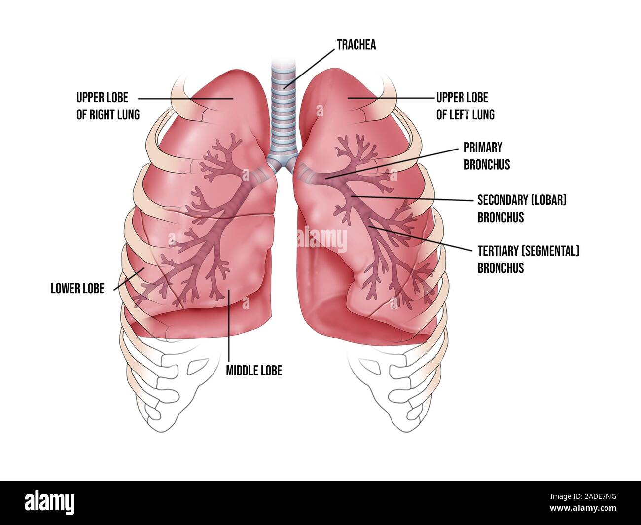 bronchus-und-lunge-lobe-anatomie-illustration-die-menschlichen-lungen