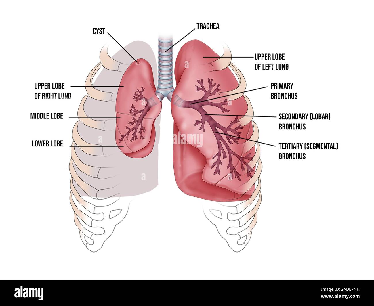 Lunge Gr e Und Internen Anatomie Illustration Die Menschlichen 