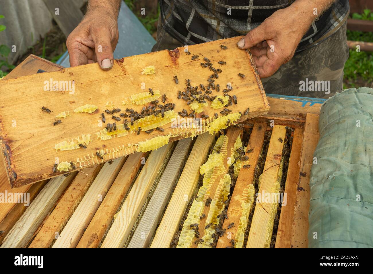 Ukrainischen Bauern Inspektion Dach Plank von Bienenkorb in eigenen bee Yard Stockfoto