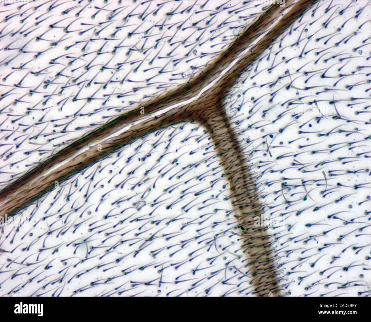 Stubenfliege Flügel, Licht schliffbild. Die Flügel einer Fliege bestehen aus einer dünnen Membran mit Adern (braun), nähren und stärken. Die membranöse Sur Stockfoto