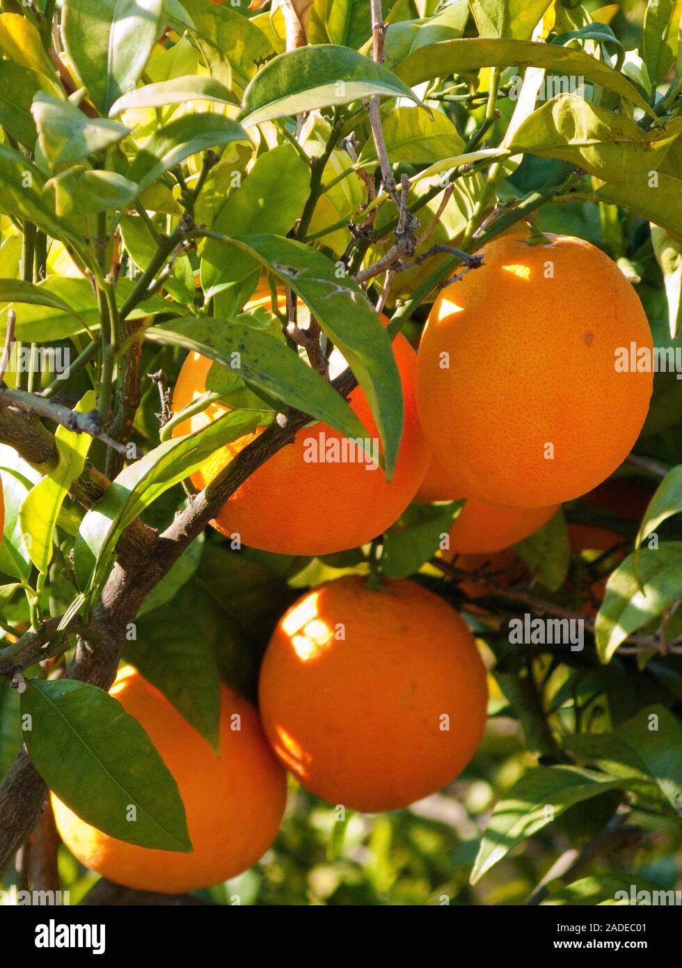 Mellow orange in Selva, Serra de Tramuntana, Mallorca, Balearen, Spanien Stockfoto