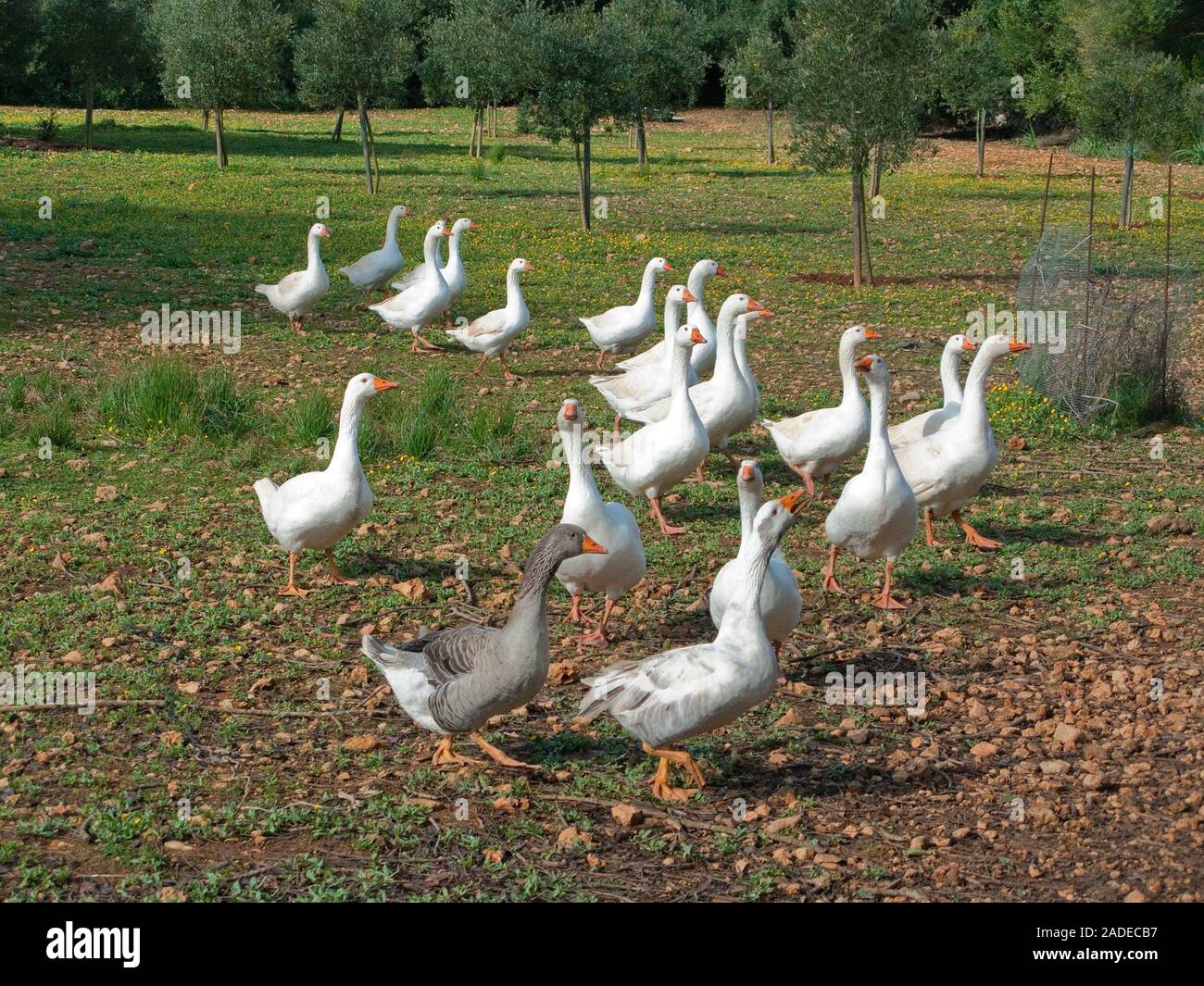 Gänse (Anser anser) im Freien pen, Sineu, Mallorca, Balearen, Spanien Stockfoto