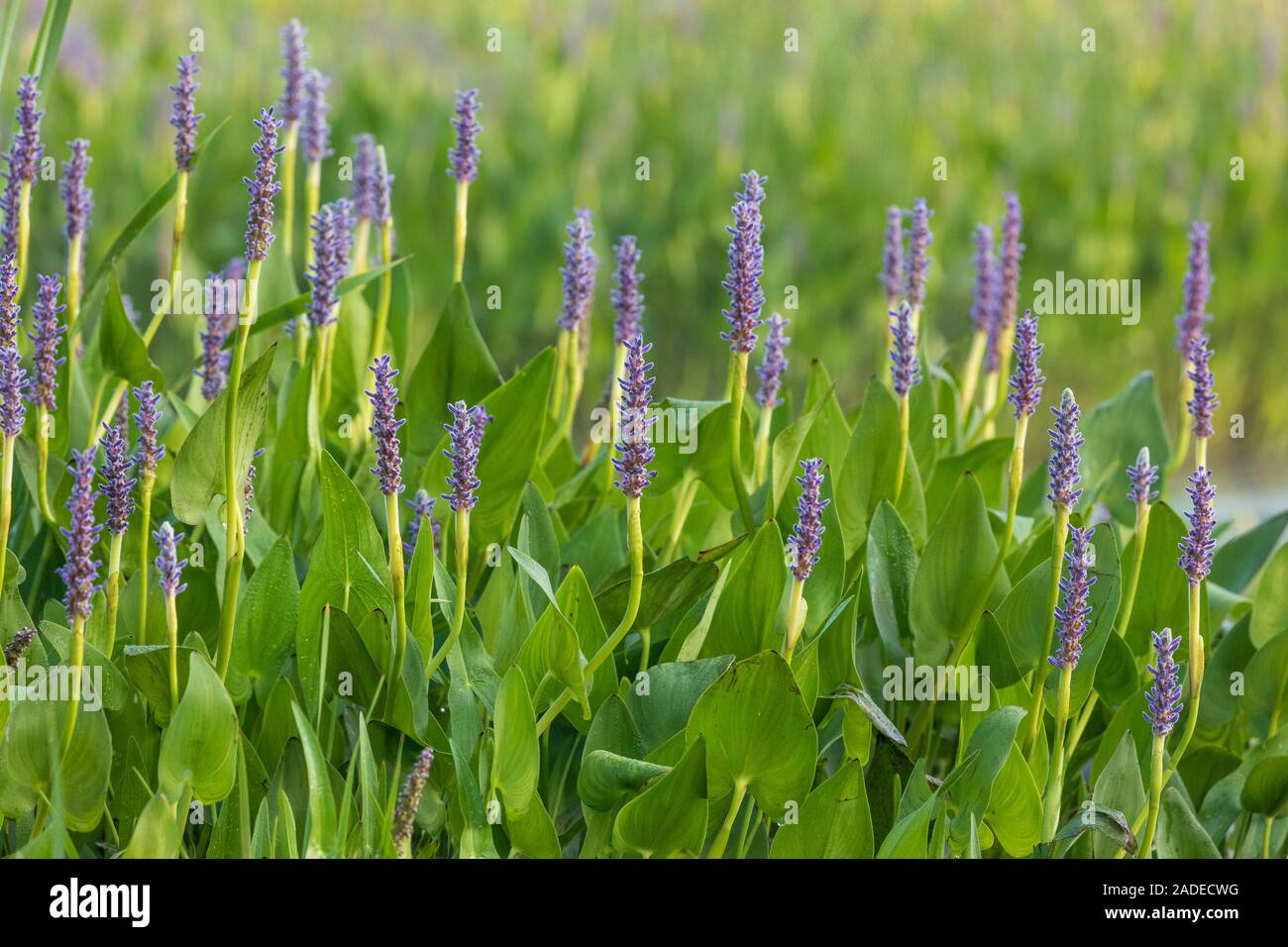 Pickerelweed wächst in Nordwisconsin. Stockfoto