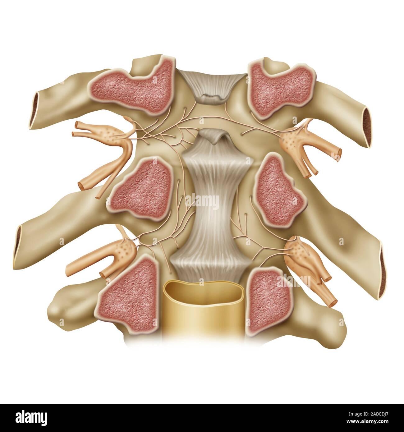 Wirbelsäule Nervenwurzel Anatomie, Illustration. Dieses Schnittmodell eines Teils der Rückgrat der sendende Zweige der spinalen Nerven zeigt, die wichtigsten Nerv Stockfoto