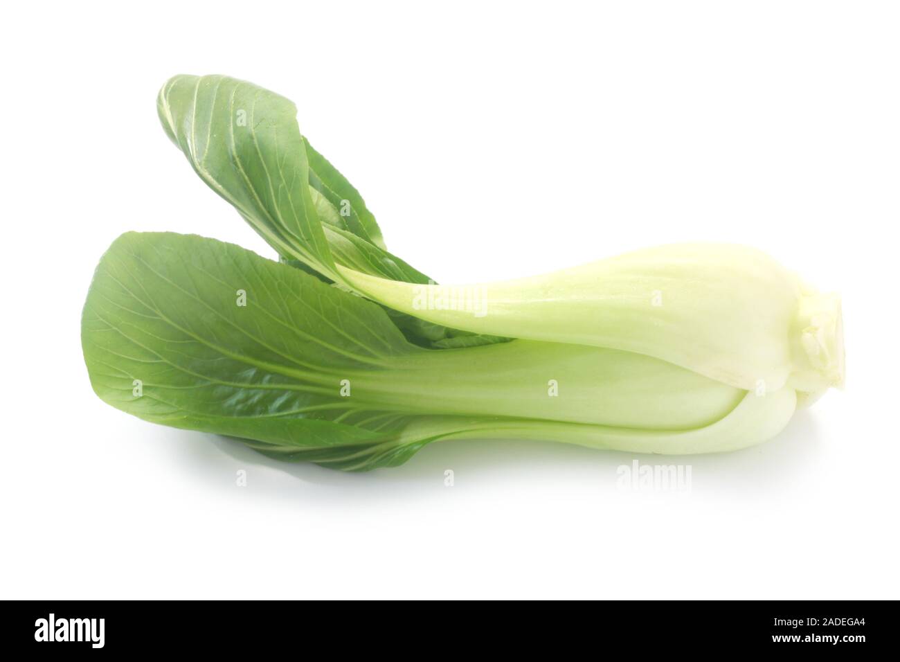 Pak Choi isoliert auf weißem Stockfoto
