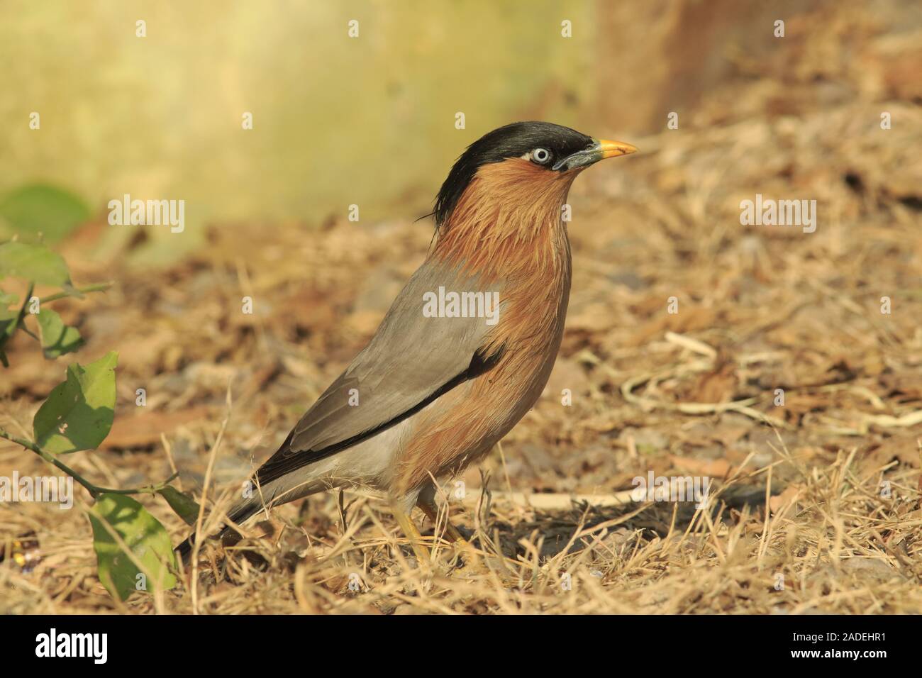 Starling aus Indien Stockfoto
