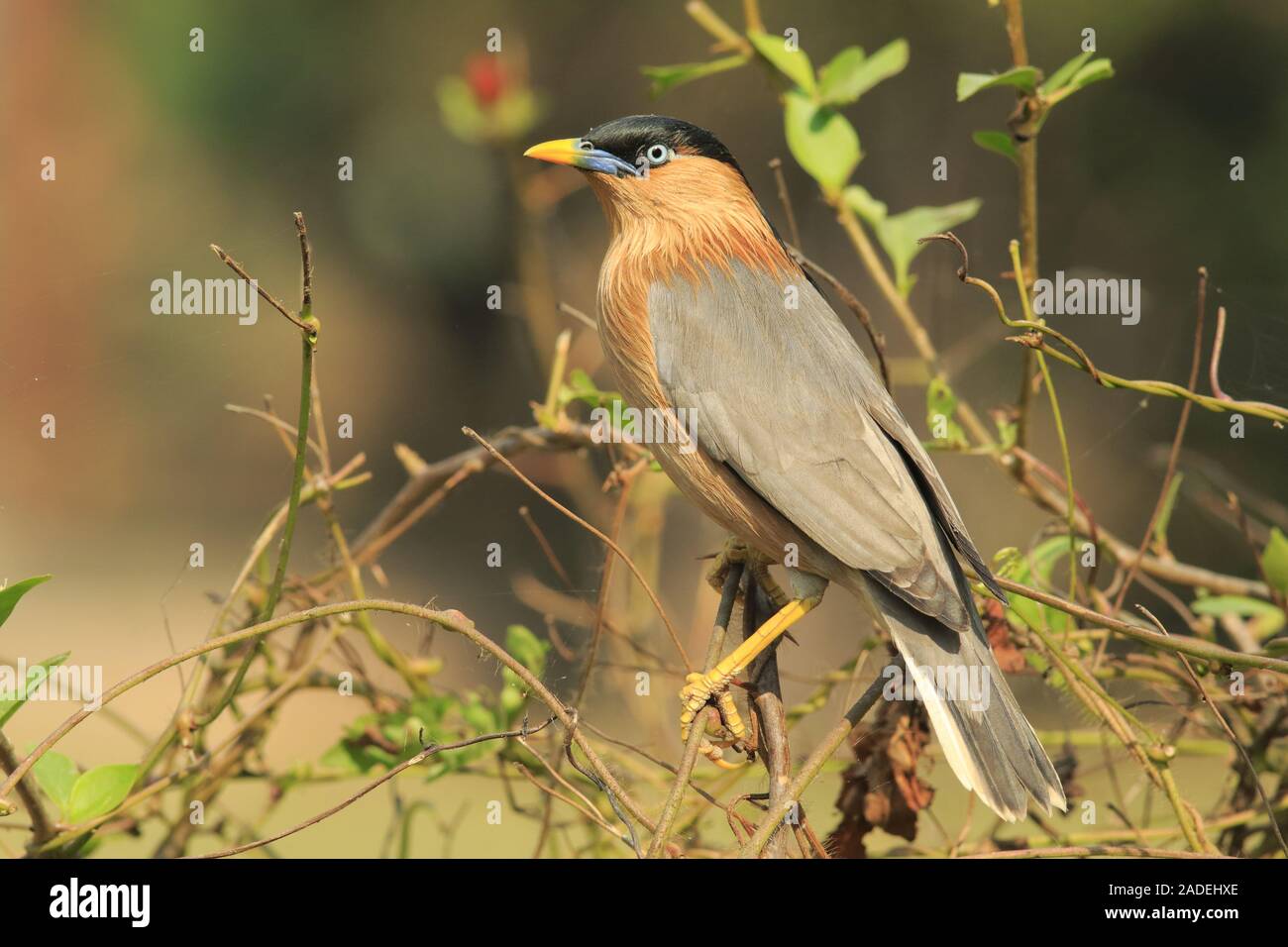 Starling aus Indien Stockfoto