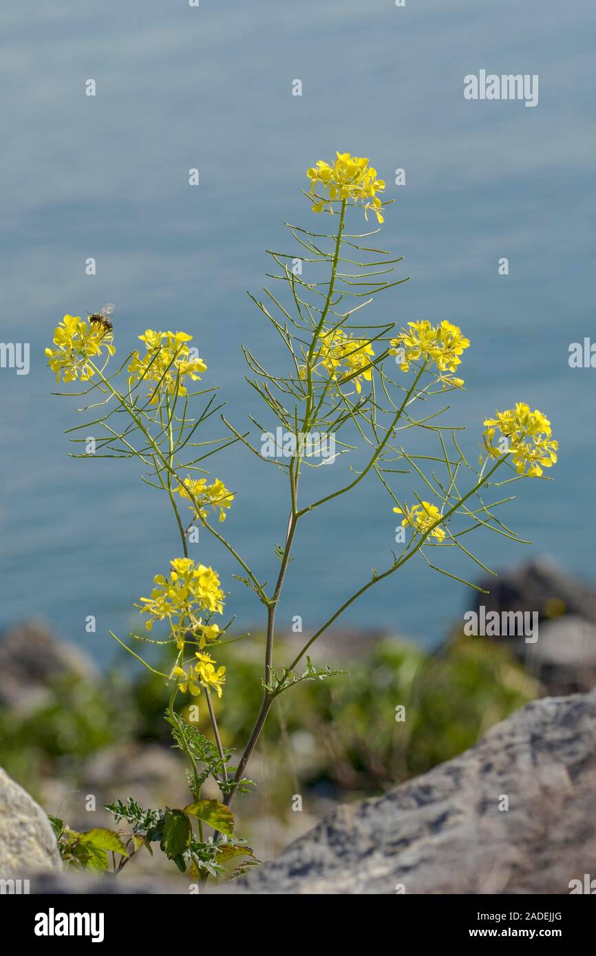 Grünen Wolfsmilch (Euphorbia virgata), Vorarlberg, Österreich Stockfoto