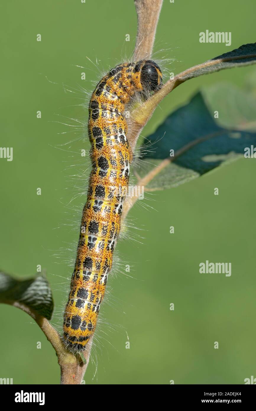 Buff-Tipp (Phalera bucephala), Caterpillar, Burgenland, Österreich Stockfoto