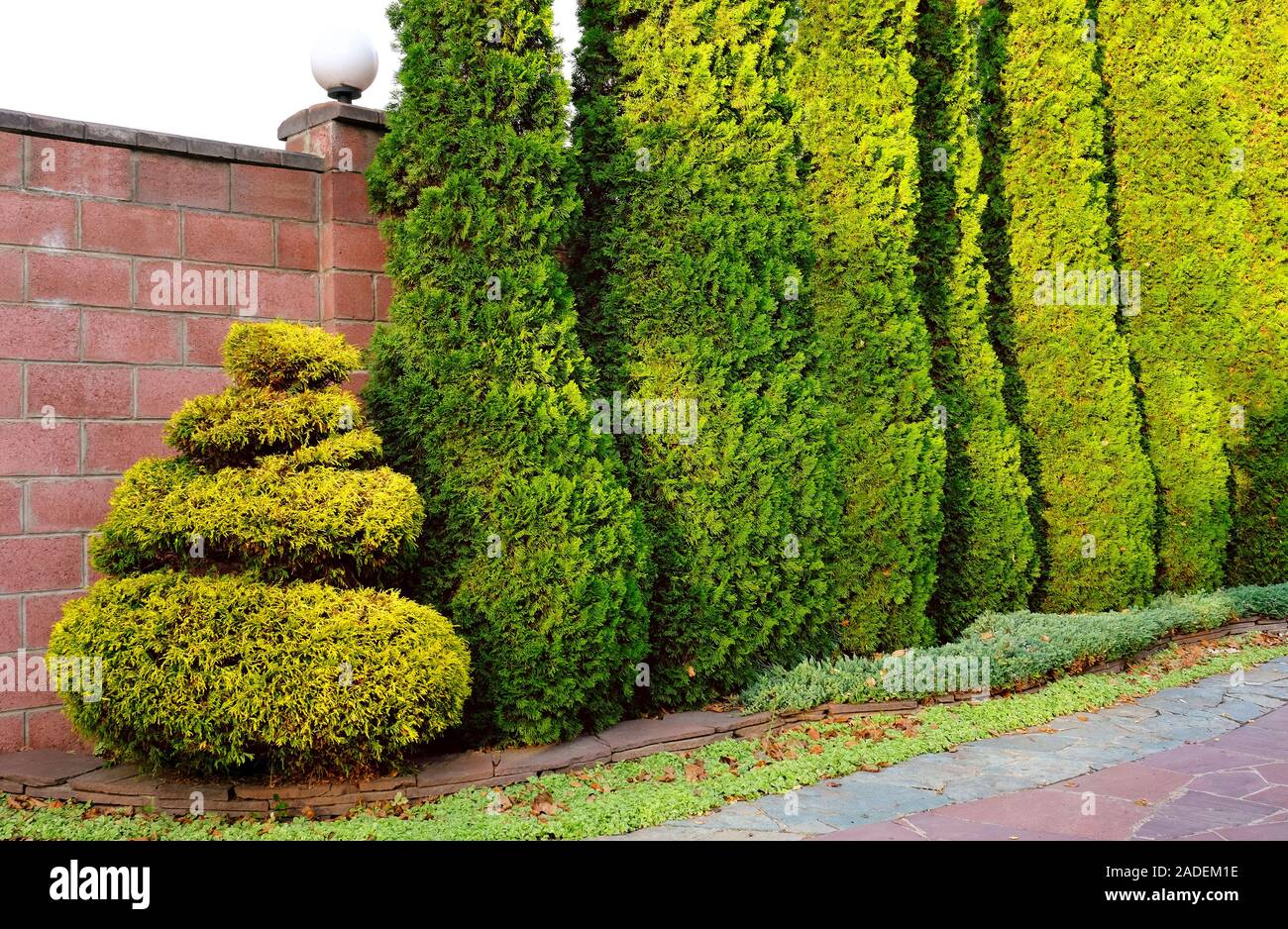 thuja 2 5m Thuja Green Giant Tree - 1-2 ft / 10-Trees main image 0