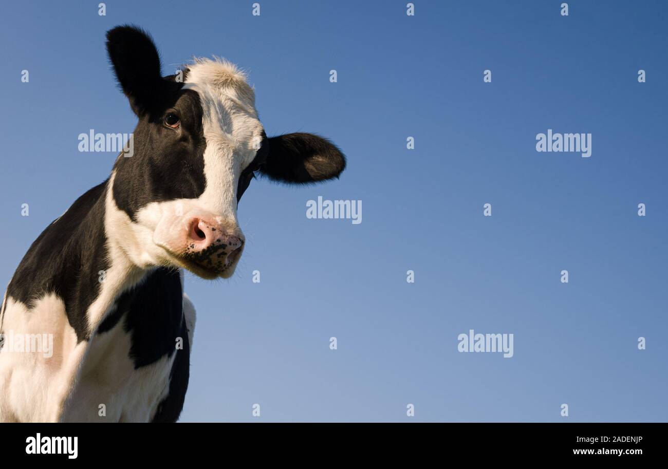 Holstein Kuh über blauen Himmel mit Platz für Text kopieren Stockfoto