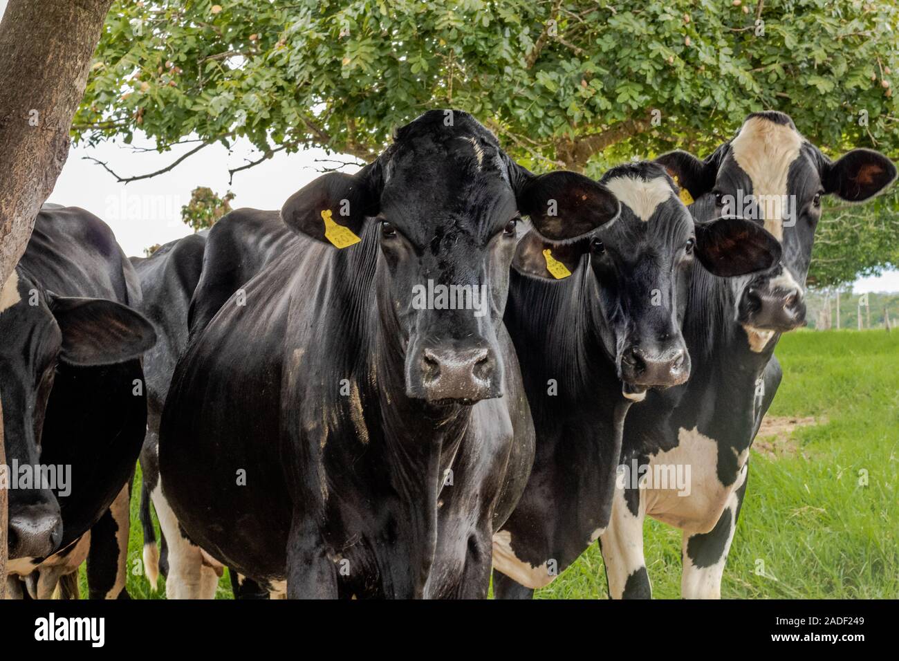 Schwarze und weiße Kühe grasen im Landesinneren von Brasilien Stockfoto