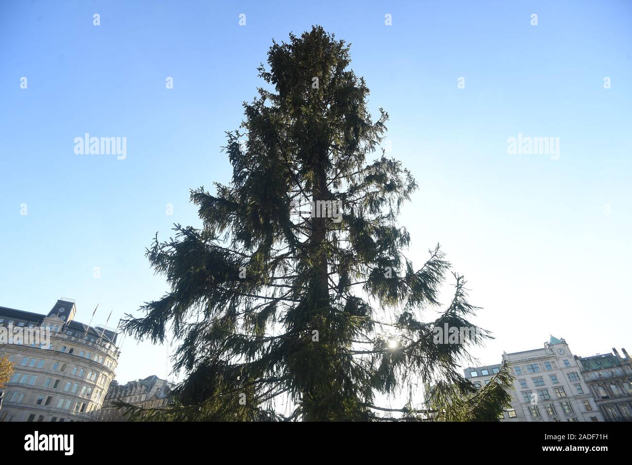 Der Weihnachtsbaum auf dem Trafalgar Square, der jedes Jahr von der Stadt Oslo als Zeichen der Norwegischen Dankbarkeit für die Bevölkerung von London für ihre Unterstützung während des Zweiten Weltkrieges und deren Lichter am Donnerstag Abend gedreht werden. Aber einige Leute sind besorgt, dass es sieht ein wenig dünner als üblich. Stockfoto