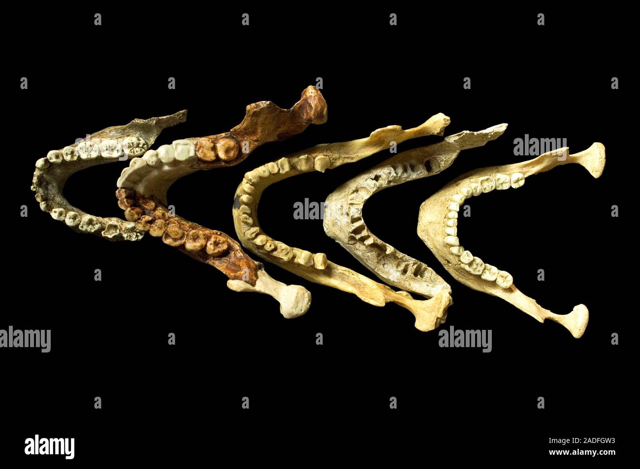 Kieferknochen von Australopithecus zu CroMagnon. Formteile aus menschlichen Kieferknochen, die