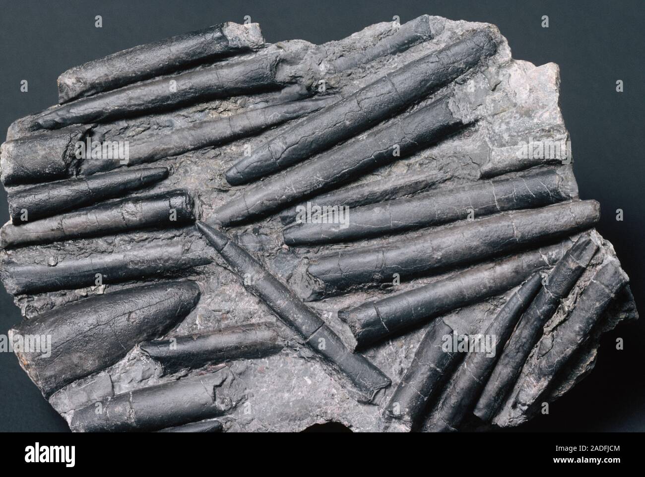 Belemnite Fossilien. Belemniten sind eine ausgestorbene Gruppe von Muscheln, die gedacht werden zu modernen Kopffüßer wie Kraken, Kalmare und cuttlef bezogen zu werden Stockfoto