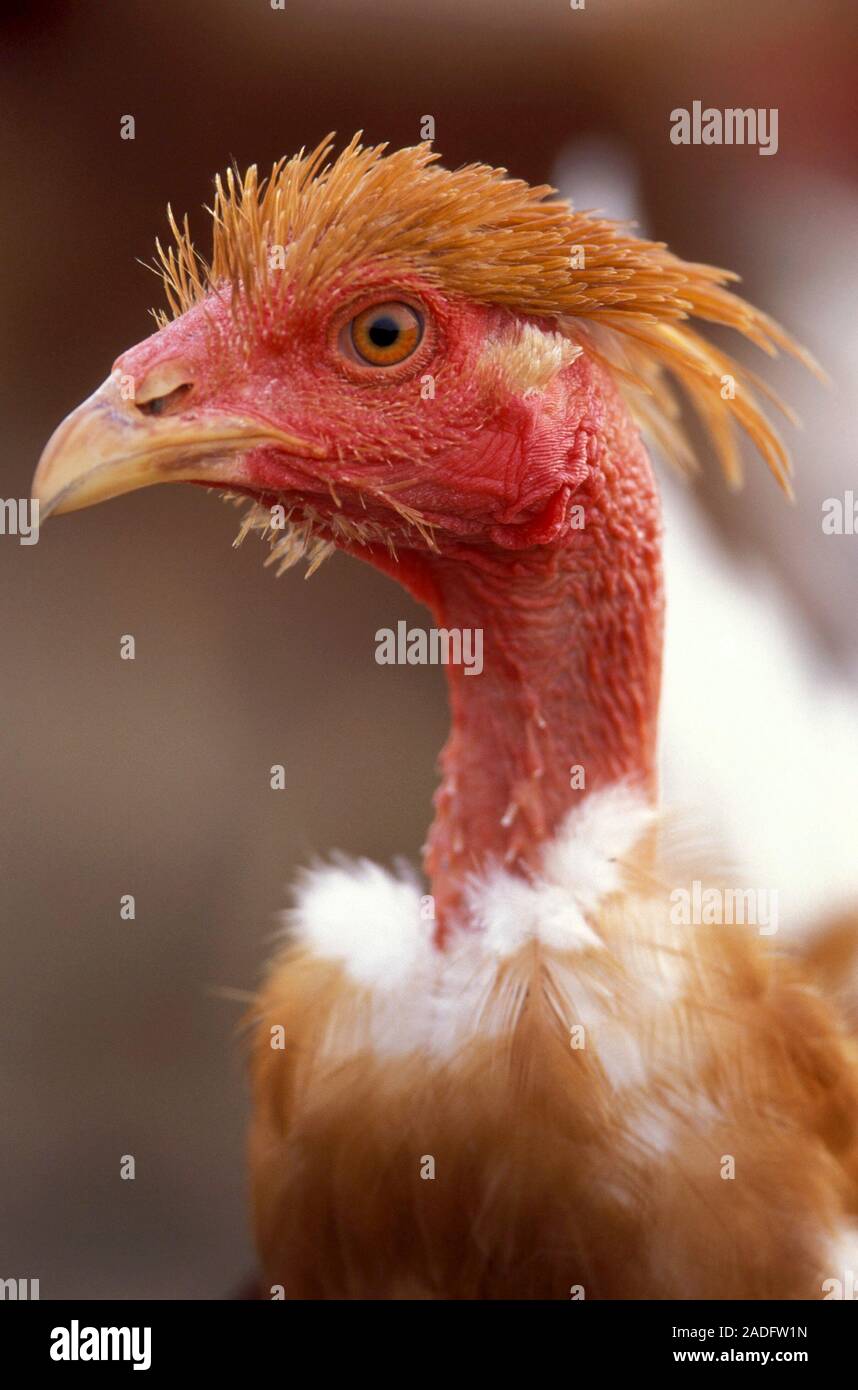 Kapaun (Gallus gallus domesticus). Kapaune sind kastrierte Hähne, die ihre Hoden an einem jungen Alter gelöscht wurden. Es gibt zwei Hauptgründe für c Stockfoto