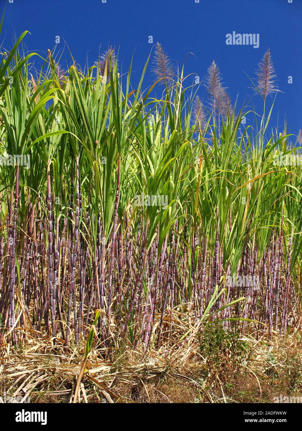 Zuckerrohr (Saccharum sp.) in einem Feld. In der Provinz Yunnan, China fotografiert. Stockfoto