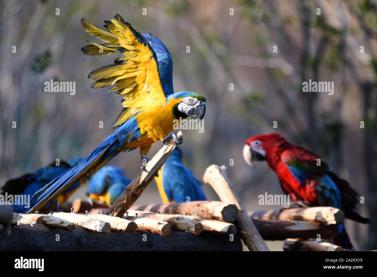 Papageien sind in einem Zoo im Winter in Nanjing Stadt gesehen, der ostchinesischen Provinz Jiangsu am 29. November, 2019. Stockfoto