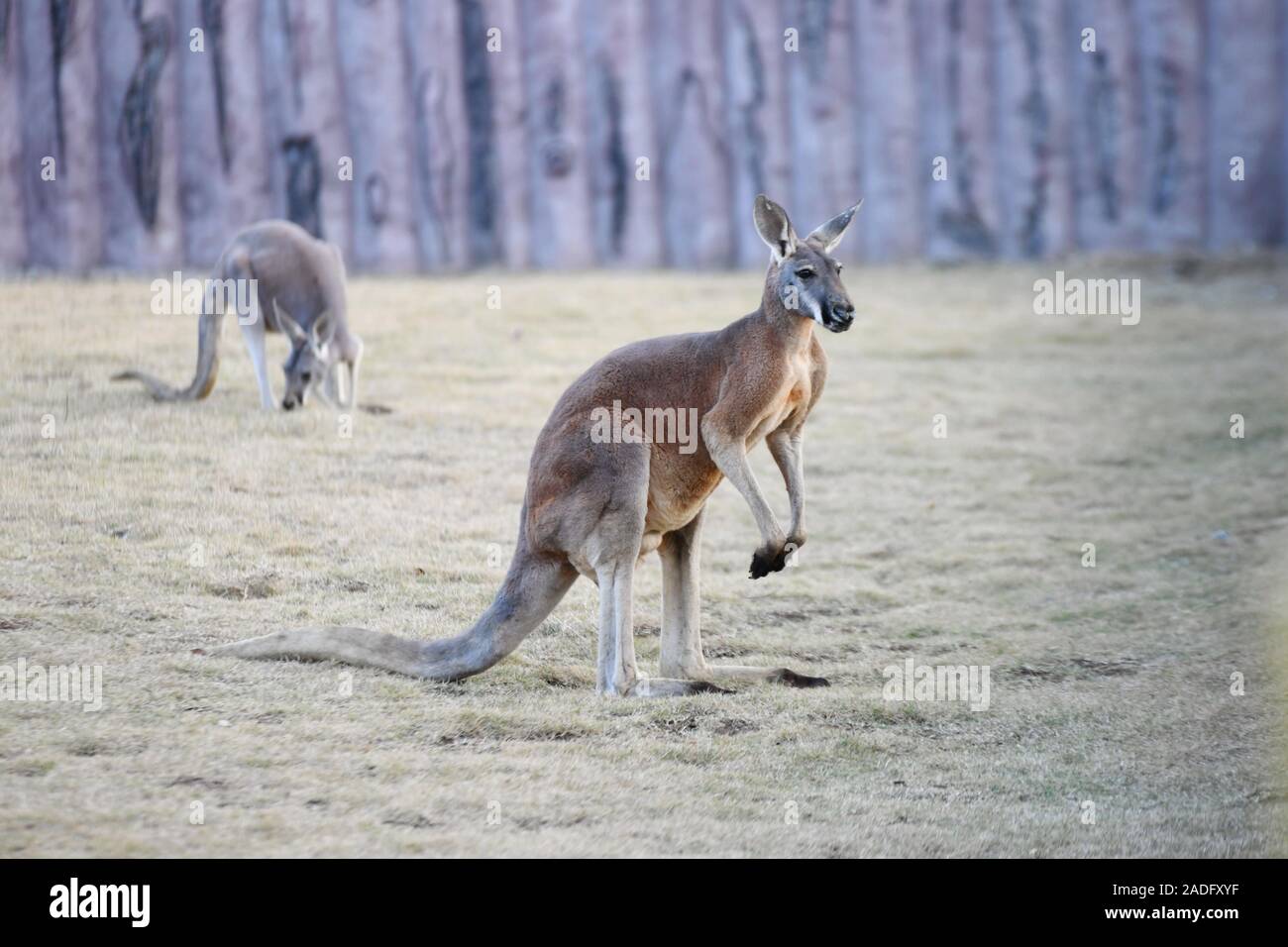 Känguruhs sind im Zoo im Winter in Nanjing Stadt gesehen, der ostchinesischen Provinz Jiangsu am 29. November, 2019. Stockfoto