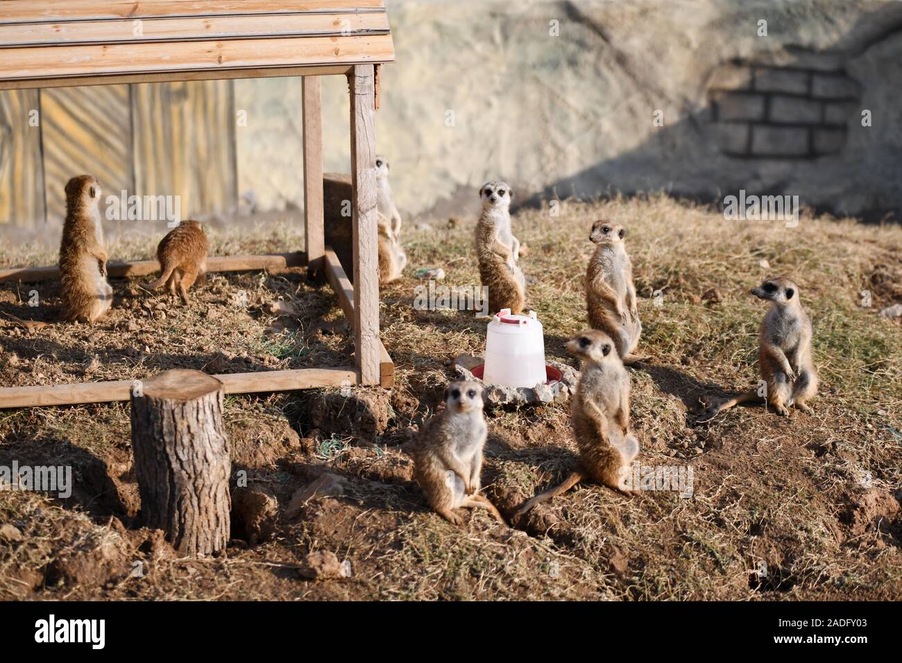 Erdmännchen genießen Sie Sonne an ein Zoo im Winter in Nanjing, Provinz Jiangsu im Osten Chinas am 29. November, 2019. Stockfoto