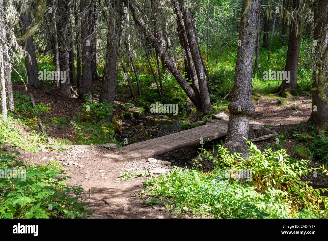 Berg Wanderweg über einen kleinen Bach Bett mit vielen Baumstämme und grünen Gräsern. Stockfoto