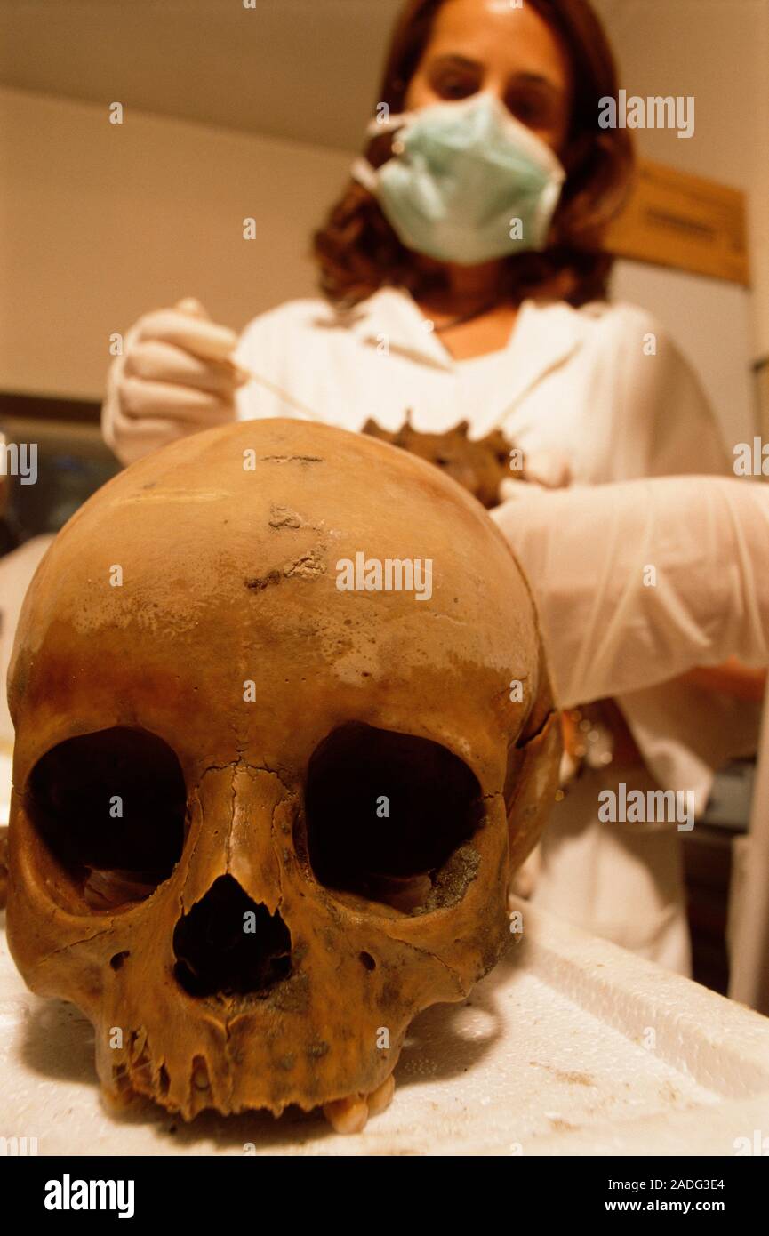 Echte Tierschädel - Natürliche Knochen Für Sammler Und Unterricht