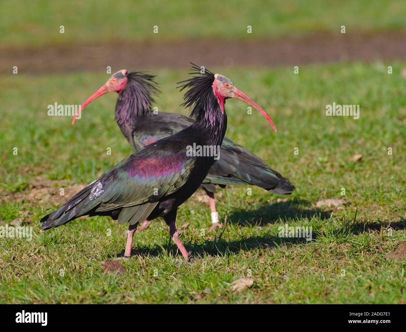 Paar Northern bald Ibis, Einsiedler ibis, oder waldrapp (Geronticus eremita) in einem Wildlife Recovery Center gezüchtet Stockfoto