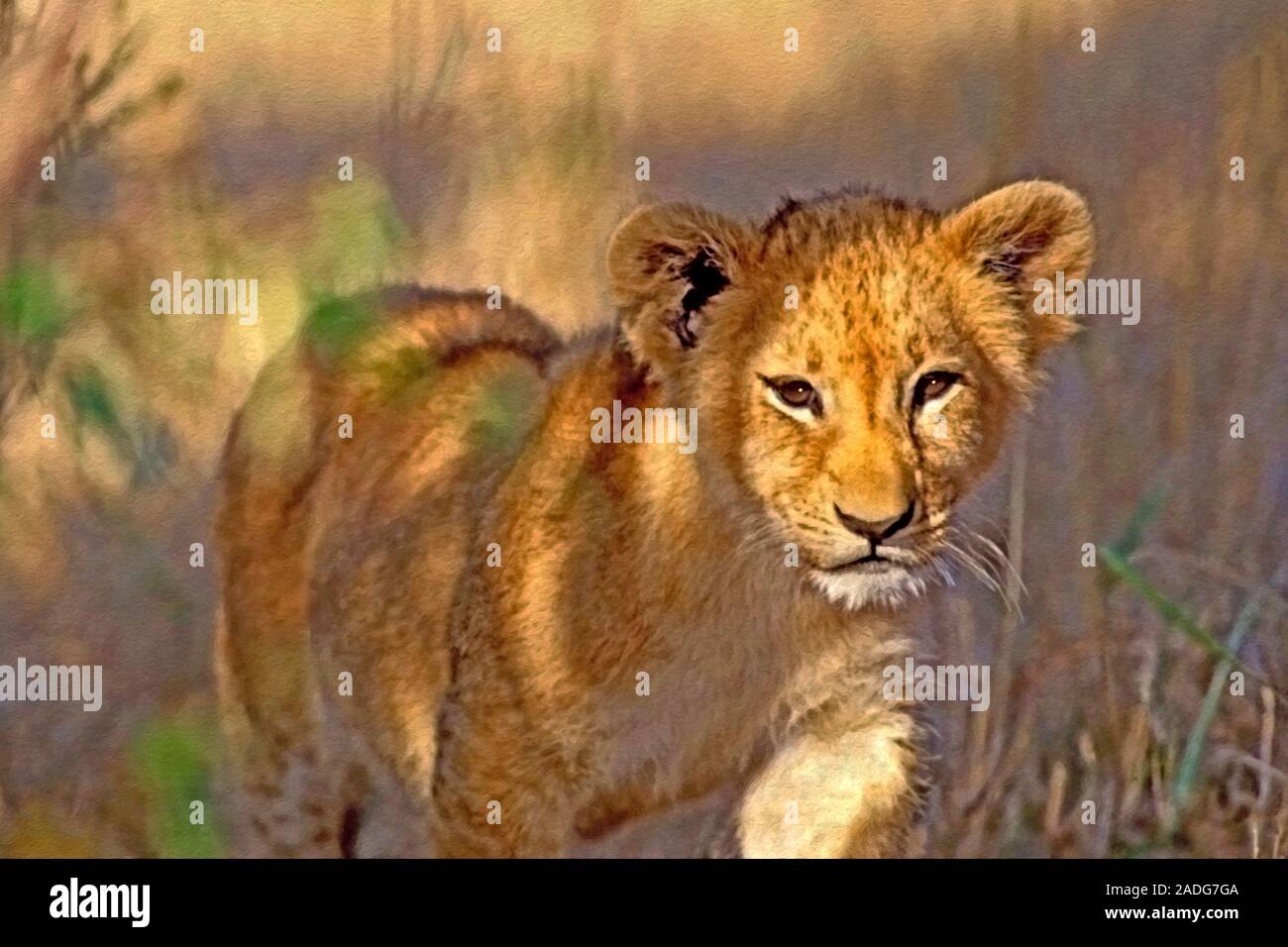 Neugierige afrikanische Baby Lion zu Fuß hinter Bush. Abbildung: Stockfoto