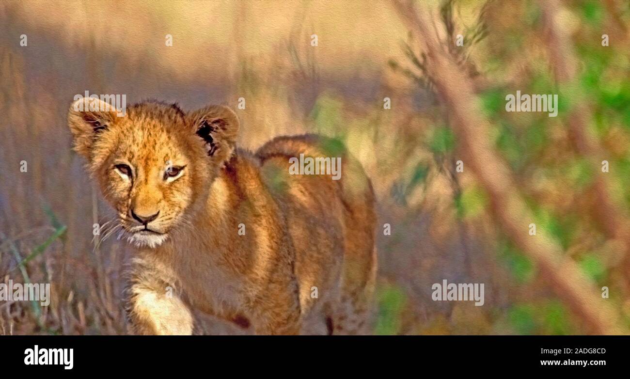 Neugierige afrikanische Baby Lion zu Fuß hinter Bush. Stockfoto