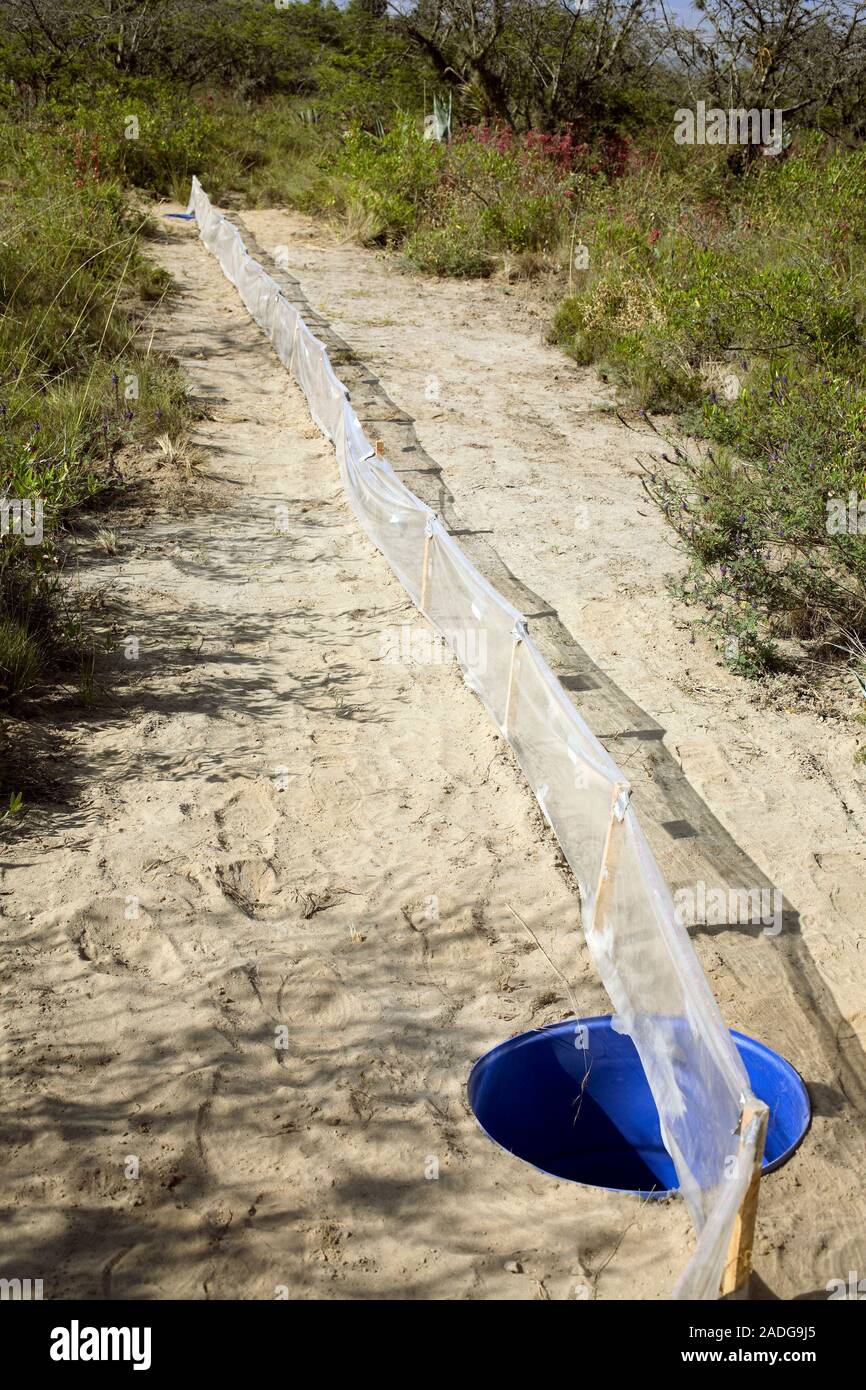 Tier pitfall Trap für die biologische Forschung. Diese Trap und Drift Zaun handelt es sich um Methoden, Reptilien, Amphibien und Kleinsäuger für die purp zu erfassen Stockfoto