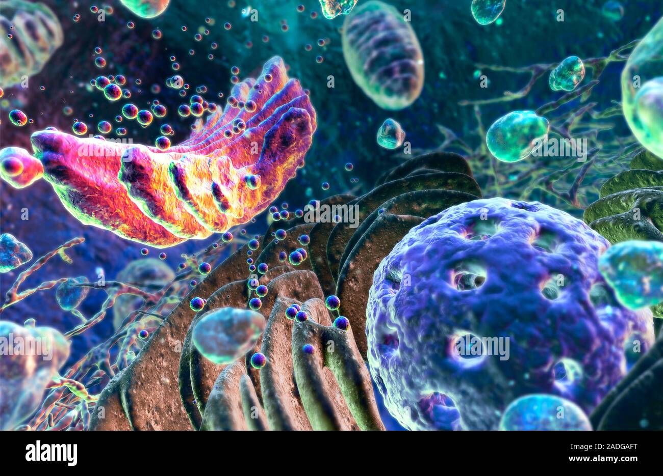 клеточная теория. функции организма. цитология изучает живое на уровне. клеточный уровень это в биологии. хлоропласты уровень организации.