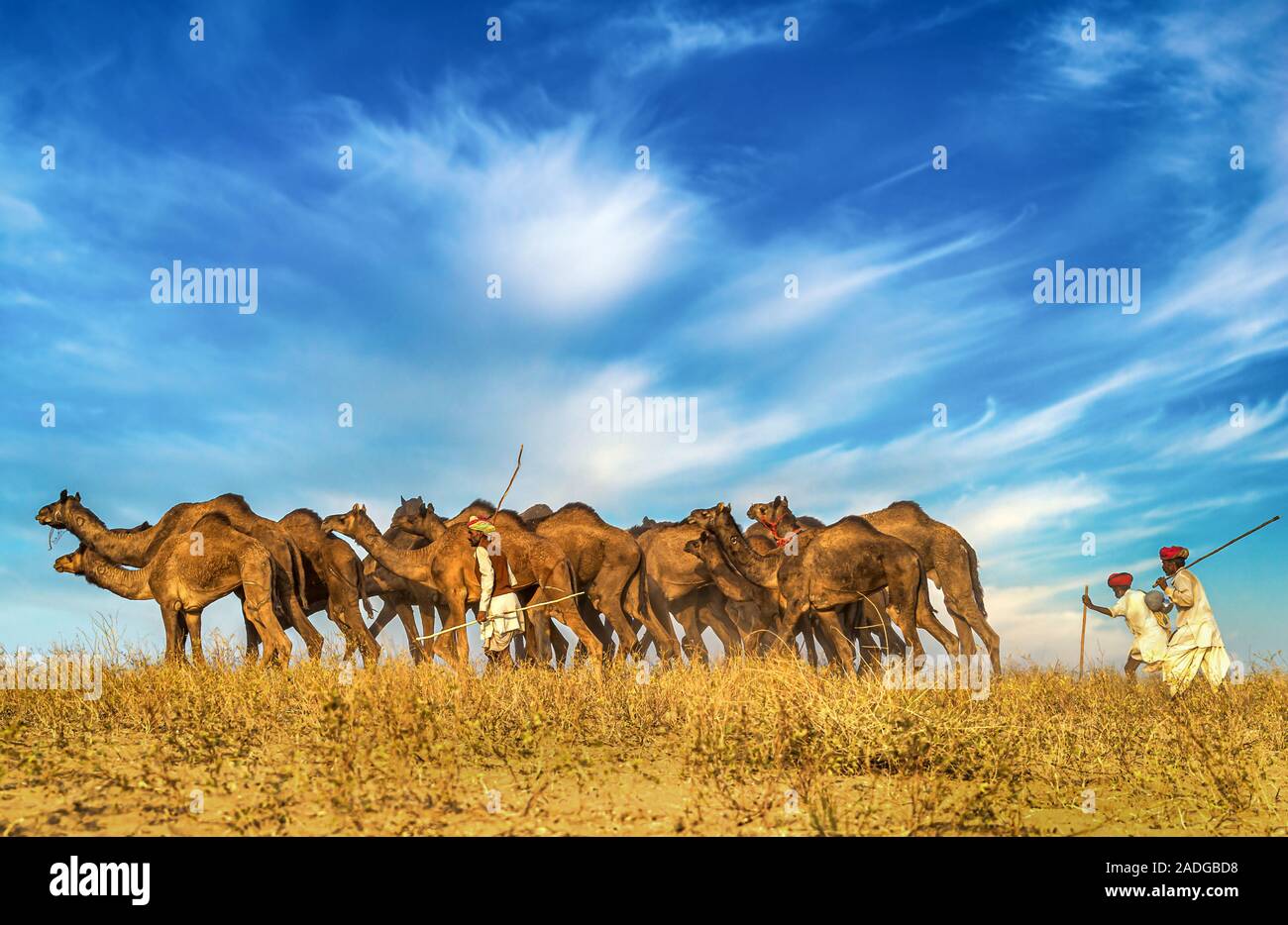 Kamel Fahrer und ihre calems auf dem Weg nach Pushkar Mela, Pushkar Camel Fair, Rajasthan, Indien Stockfoto
