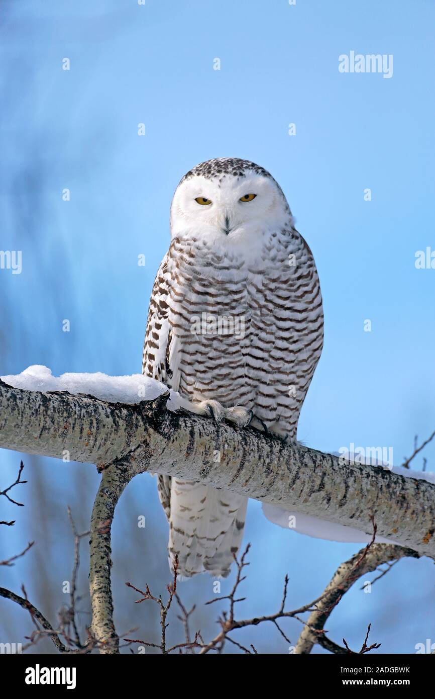 Snowy Owl am sonnigen Wintermorgen, hoch oben auf einem Ast, jagen. Nyctea scandiaca. Stockfoto